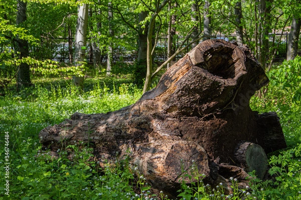 Fototapeta Old tree bough in a botanical park