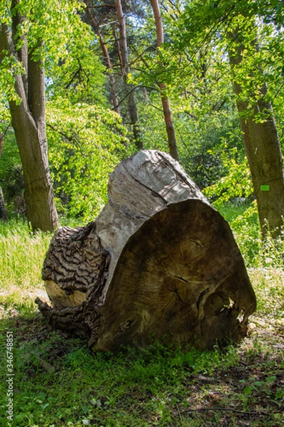 Fototapeta Old tree bough in a botanical park
