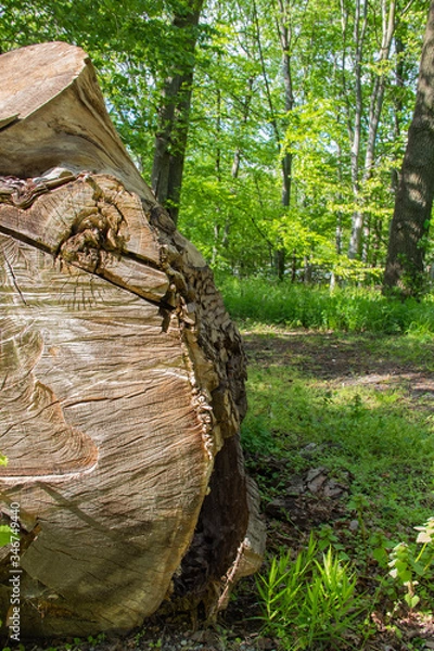 Fototapeta Old tree bough in a botanical park