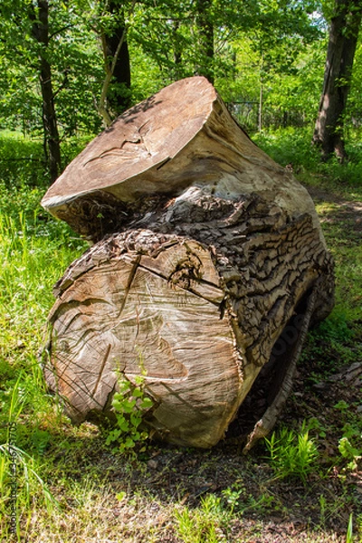 Obraz Old tree bough in a botanical park