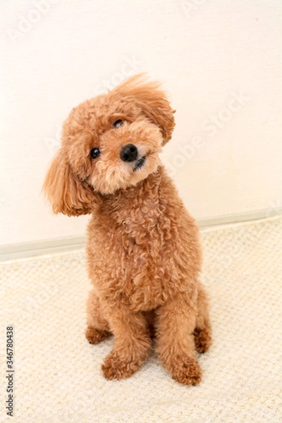 Obraz かわいいトイプードル