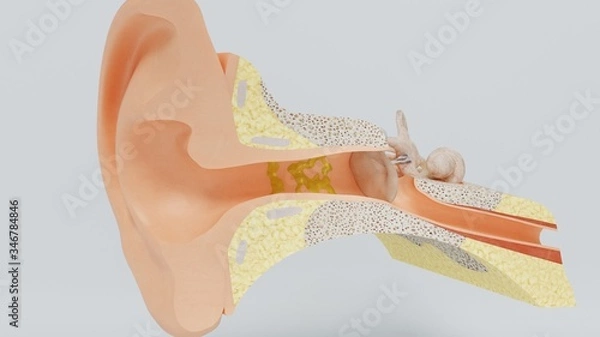 Fototapeta 3d render structures of the human ear with the image of all the components often