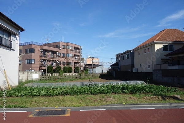 Obraz 晴れた日の住宅街の畑