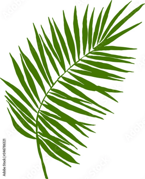 Fototapeta Palm leaf on a white background. Vector graphics.