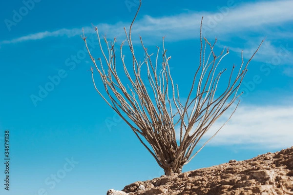 Obraz Cactus and sky