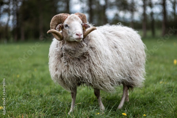 Obraz Ein Bock der Sorte weiße gehörnte Heidschnucke steht auf einer Wiese
