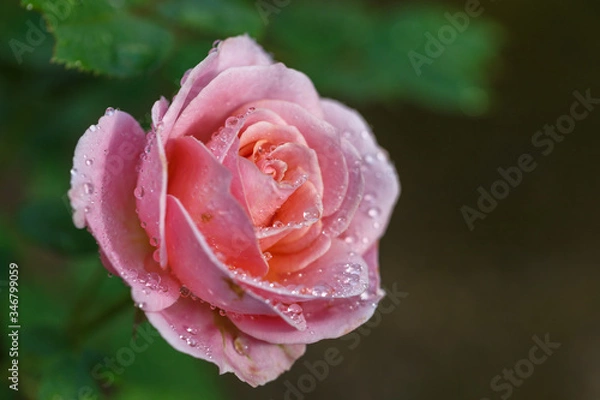 Fototapeta バラの花