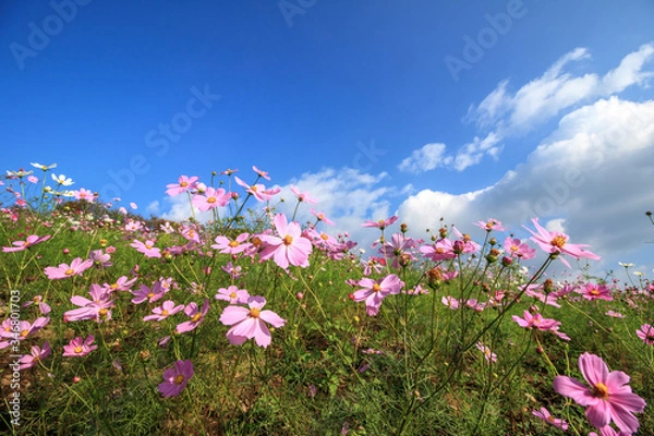 Fototapeta コスモス畑　秋のイメージ
