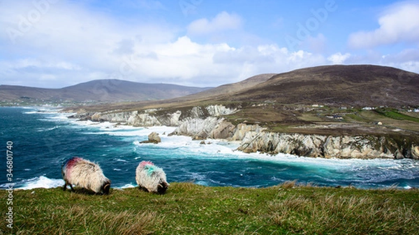 Obraz Achill Island sheeps