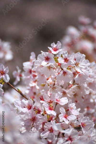 Fototapeta 桜の花　春のイメージ
