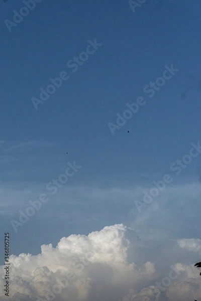 Fototapeta birds in the sky