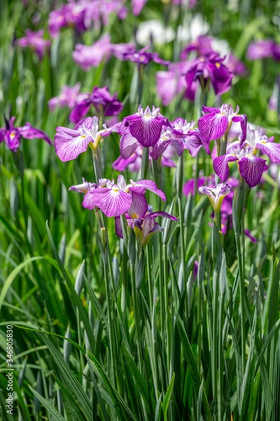 Fototapeta 花菖蒲　長崎県大村市大村公園