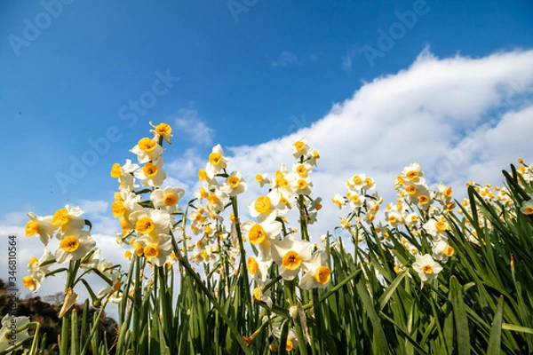 Fototapeta 水仙の花　初春イメージ