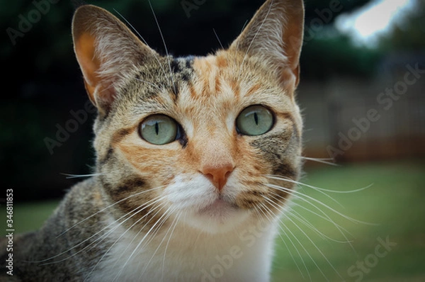 Fototapeta Cat in the garden