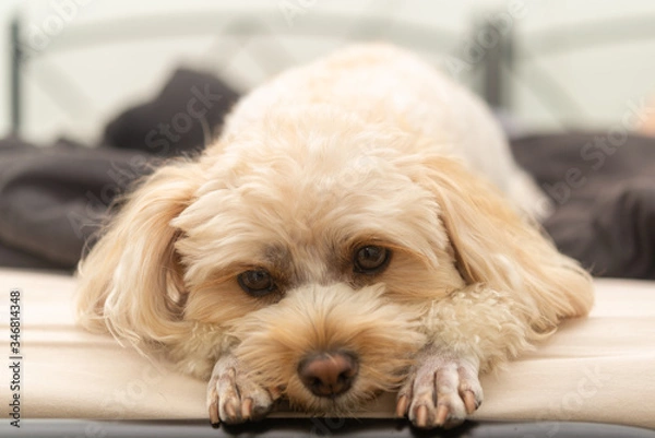 Obraz 人気犬種　キャバプー　眠り