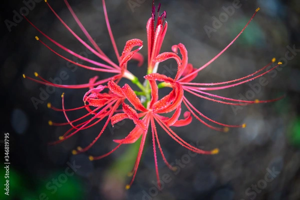 Fototapeta ヒガンバナ　秋のイメージ　彼岸花