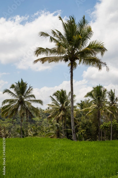 Fototapeta Rice fields in Bali