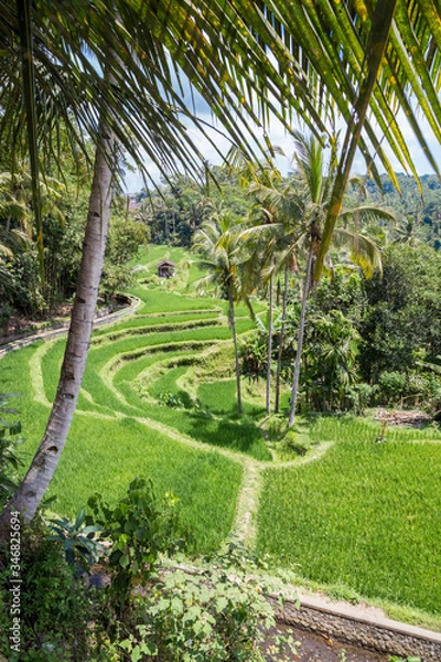 Fototapeta Rice fields in Bali