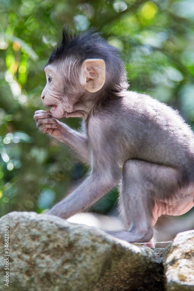 Obraz Monkey forest, ubub, Bali Island