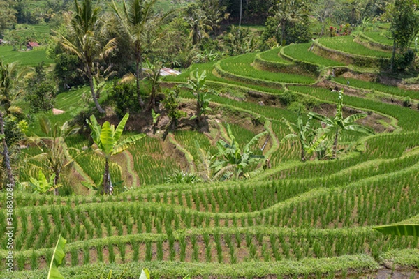Obraz Rice fields in Bali