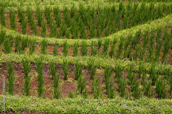 Obraz Rice fields in Bali