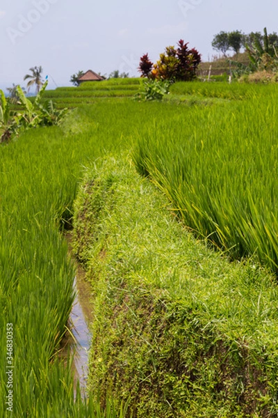 Fototapeta Rice fields in Bali
