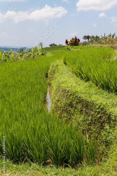 Fototapeta Rice fields in Bali