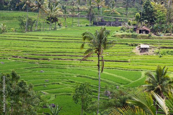 Obraz Rice fields in Bali