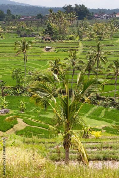 Fototapeta Rice fields in Bali