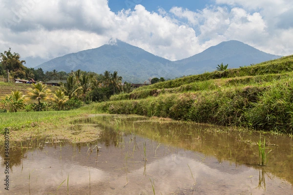 Fototapeta Rice fields in Bali