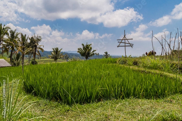 Obraz Rice fields in Bali