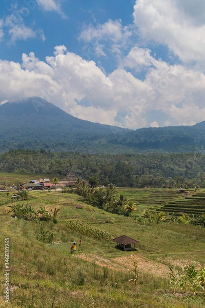Obraz Rice fields in Bali
