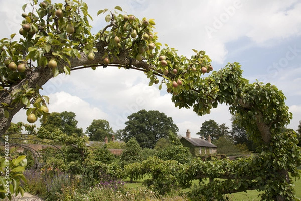 Fototapeta English Cottage Garden through Pear Tree Arch