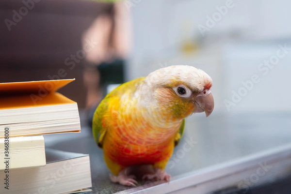 Obraz ウロコインコの生活