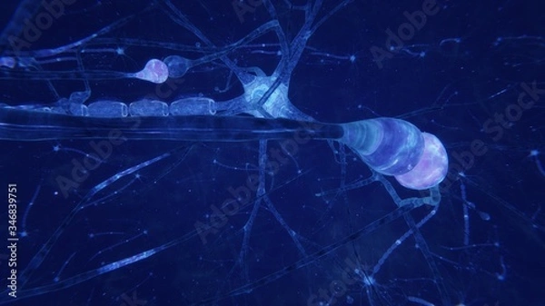 Fototapeta 3d illustration brain neurons with synapses and axons