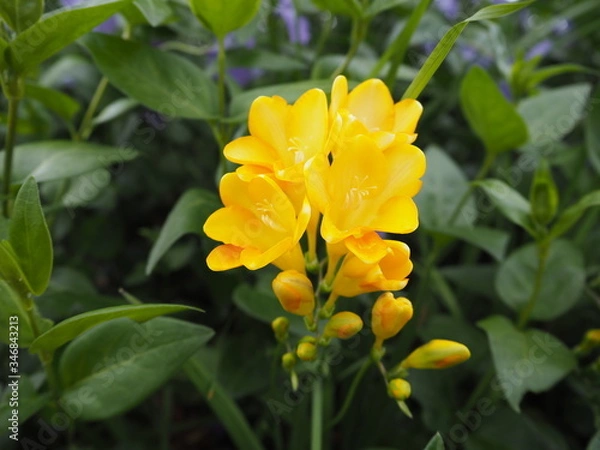 Fototapeta 春の庭に咲く黄色いフリージアの花