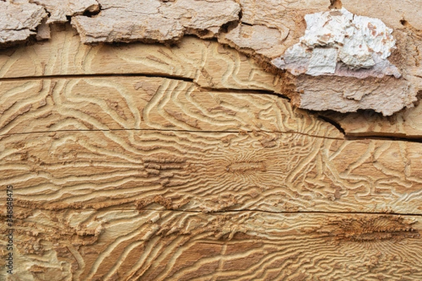 Fototapeta traces of pests on tree bark. Tree bark pitted by bark beetle
