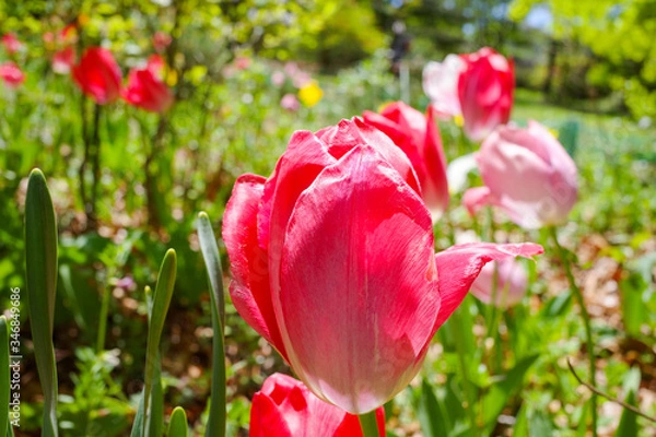 Fototapeta チューリップ