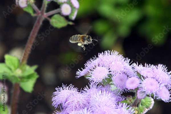 Obraz bee on a flower.
