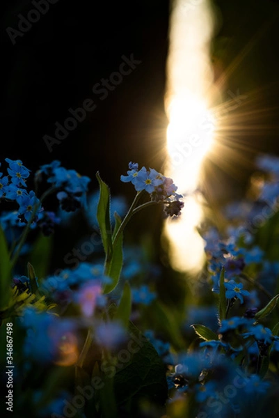 Obraz Last sun rays hit forget-me-not flowers