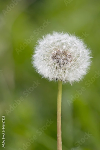 Fototapeta Close-up of a Dandelion (Taraxacum) seed head in a field near East Grinstead