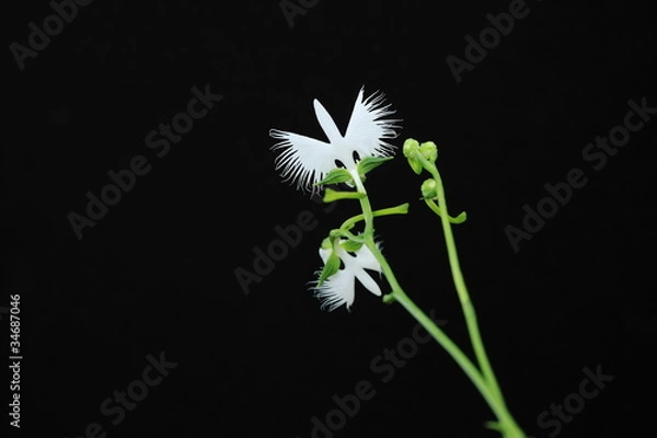 Obraz サギソウ (東京・昭和記念公園)