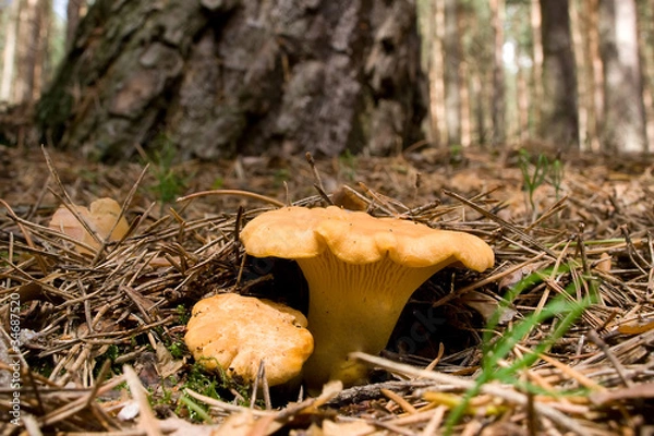 Obraz Chanterelles