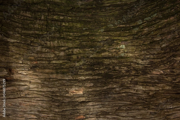 Obraz Closeup tree bark, old wood tree texture for background or overlay