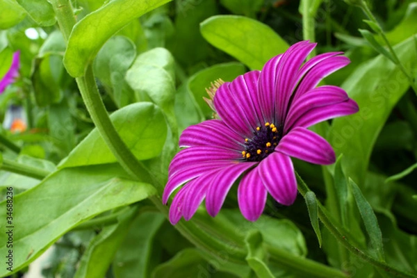 Obraz A Purple Summer Flower