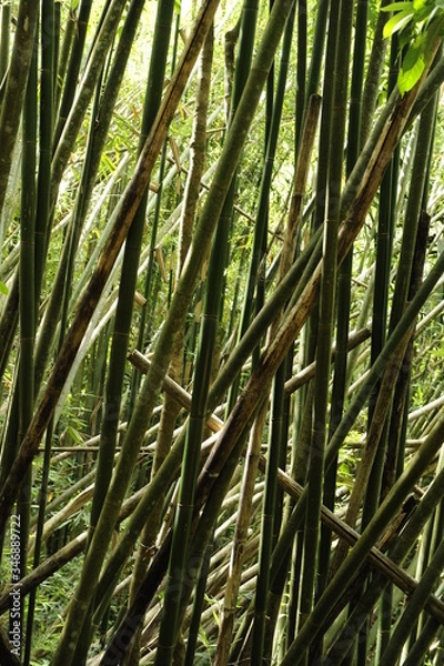 Obraz Foret de bambou