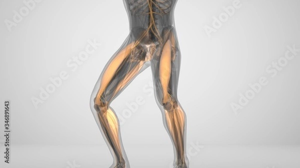 Fototapeta 3d illustration of a man doing squats with backlighting muscles