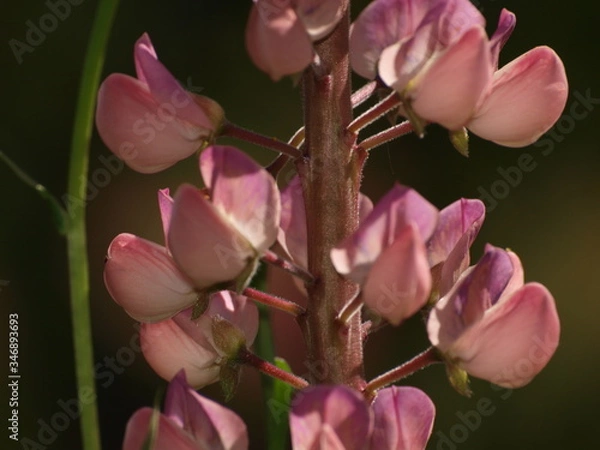 Fototapeta OLYMPUS DIGITAL CAMERA
