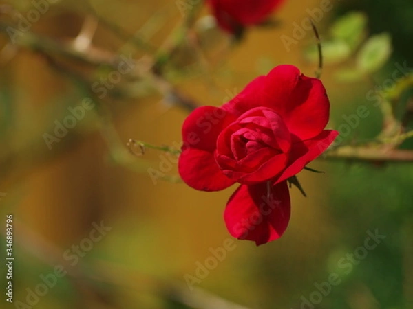 Fototapeta OLYMPUS DIGITAL CAMERA