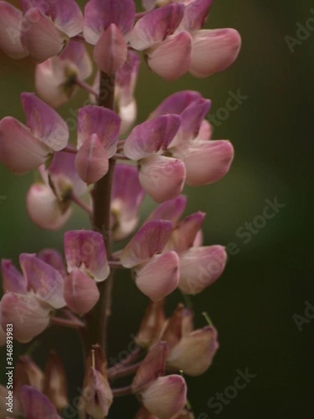 Fototapeta OLYMPUS DIGITAL CAMERA